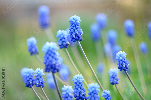 muscari - the first spring flowers