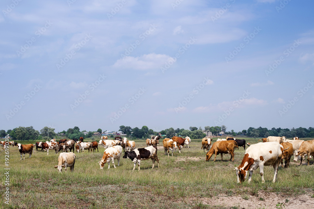 Obraz premium Herd of cows and horses are grazed on a meadow in summer sunny day