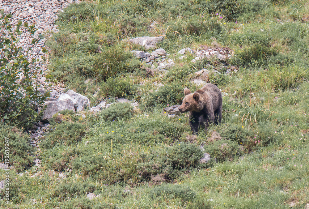 brown bear in Asturian lands, descending the mountain in search of food brown bear in Asturian lands, descending the mountain in search of food