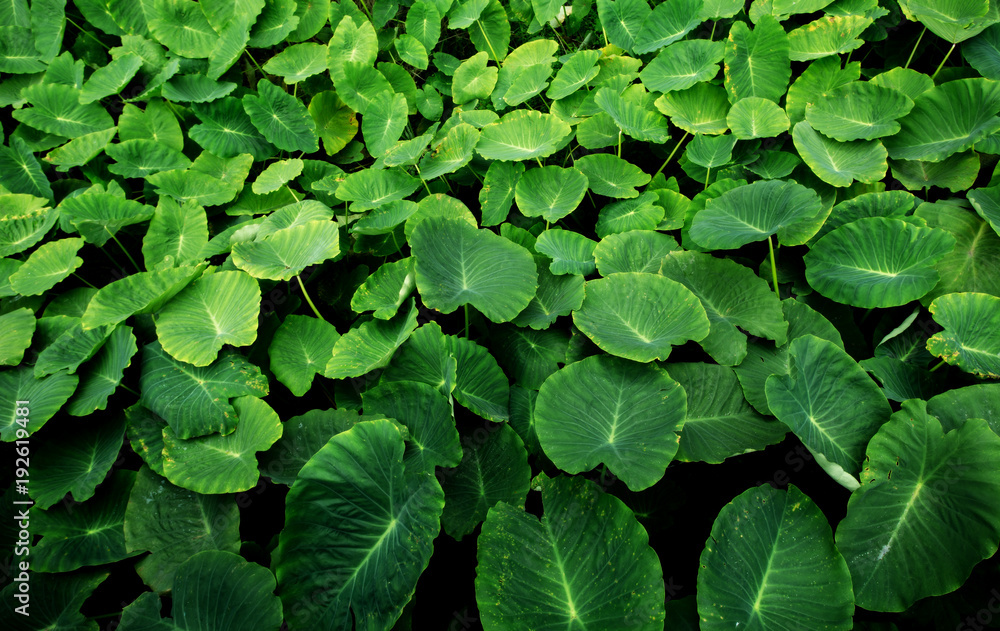 Botanic Pattern from Azores, Portugal. Botanic Pattern from Azores, Portugal.
