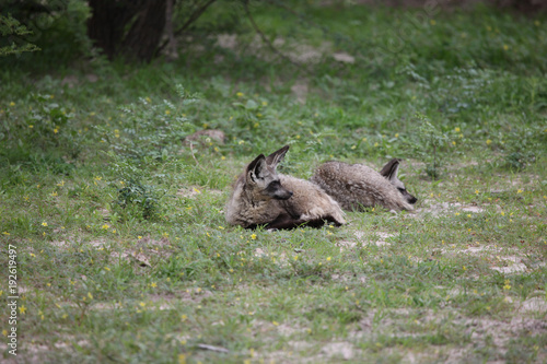 Jackal wild dangerous mammal africa savannah Kenya