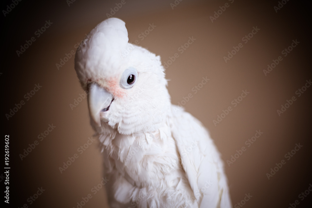 Goffin's Cockatoo Portrait Goffin's Cockatoo Portrait