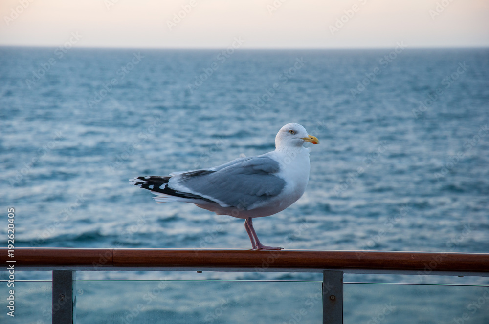 Obraz premium Seagull sitting on a guardrail
