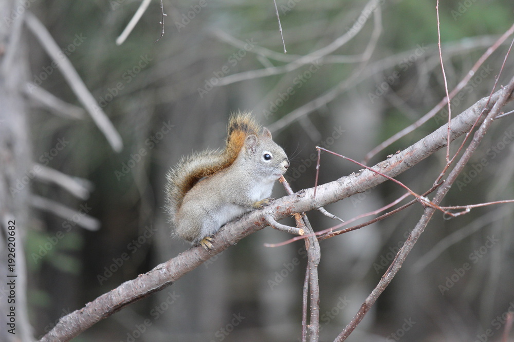 Fototapeta premium squirrel
