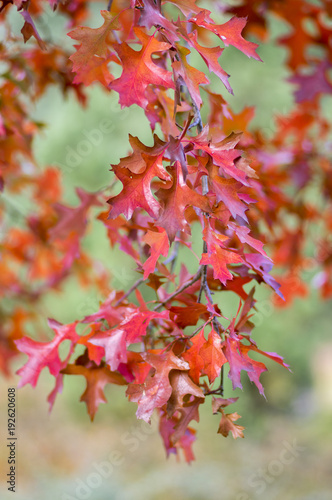 Quercus coccinea red leaves during autumn season, ornamental tree
