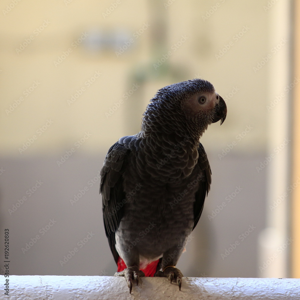Fototapeta premium African grey