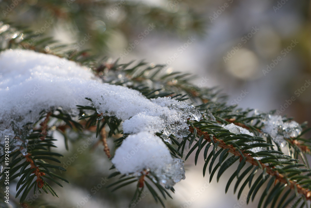 close-up of a fir branch with snow