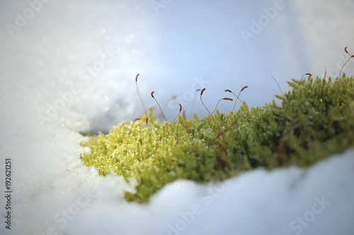 moss with snow and ice