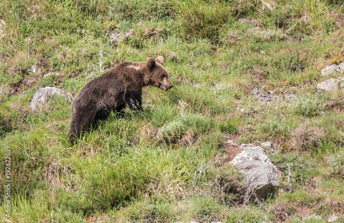 brown bear in Asturian lands, descending the mountain in search of food