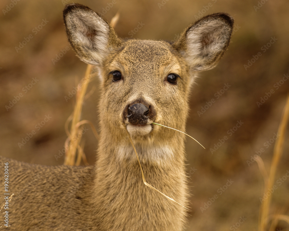 Fototapeta premium Winter coat of a young whitetail deer