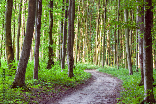 curve footpath through green forest