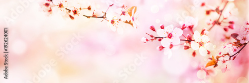 Spring blossom with pink tree flowers in sunny day background