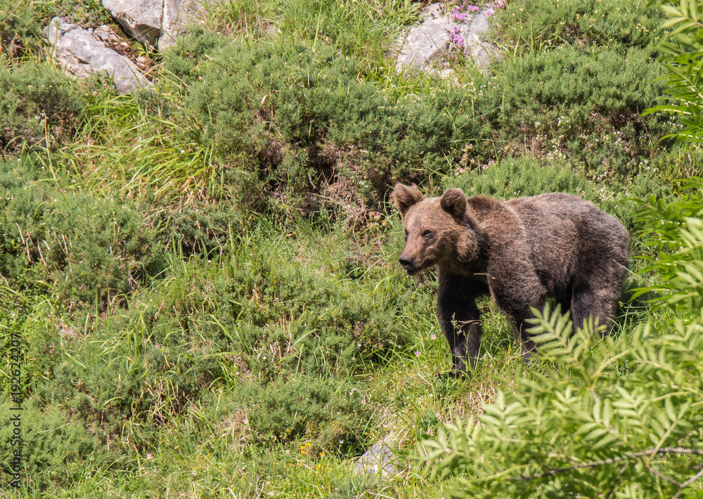 brown bear in Asturian lands, descending the mountain in search of food