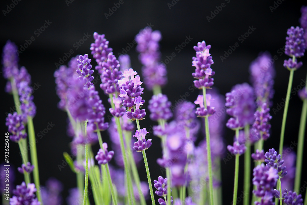 Naklejka premium Lovely lavender stems against black background