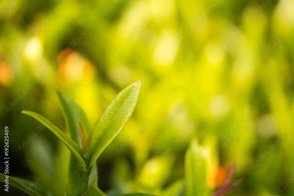 Green leaves natural background blur. Green leaves natural background blur.