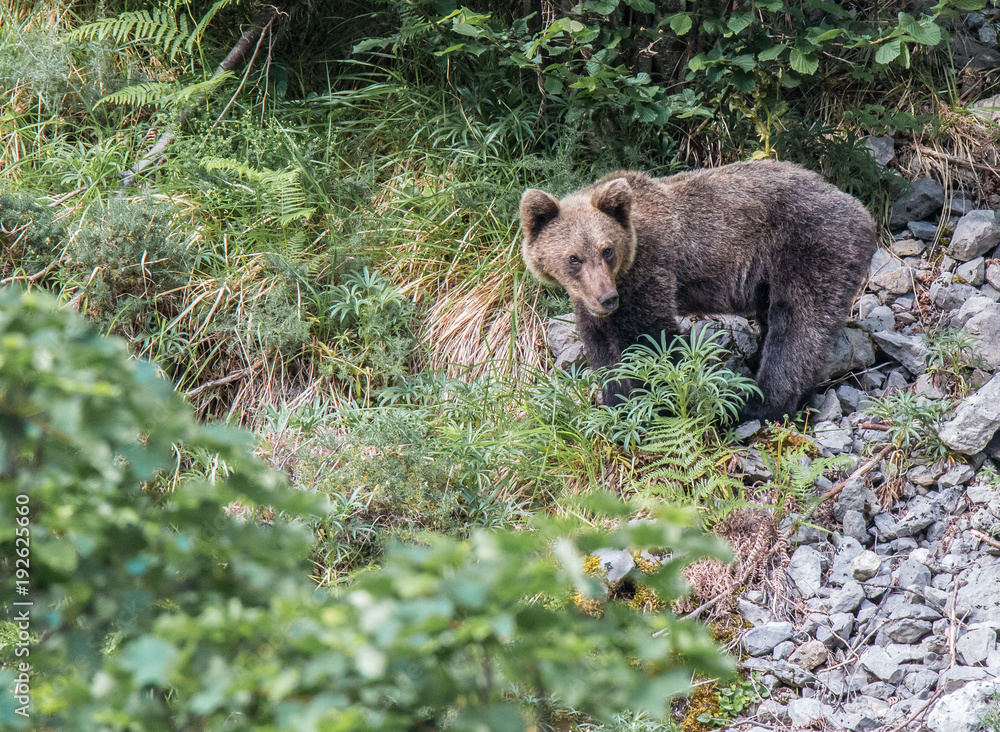 brown bear in Asturian lands, descending the mountain in search of food brown bear in Asturian lands, descending the mountain in search of food