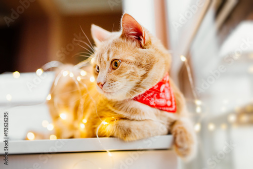 Cat and Christmas lights. Cute ginger cat lying near the window and play with lights.