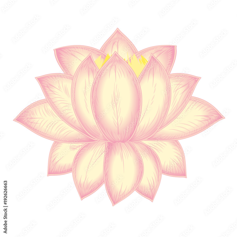 vector blooming Lotus flower, water Lily, light pink on white background. t-shirt print, poster, ticket, cover design element