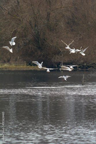 A flock of seagulls above the river photo