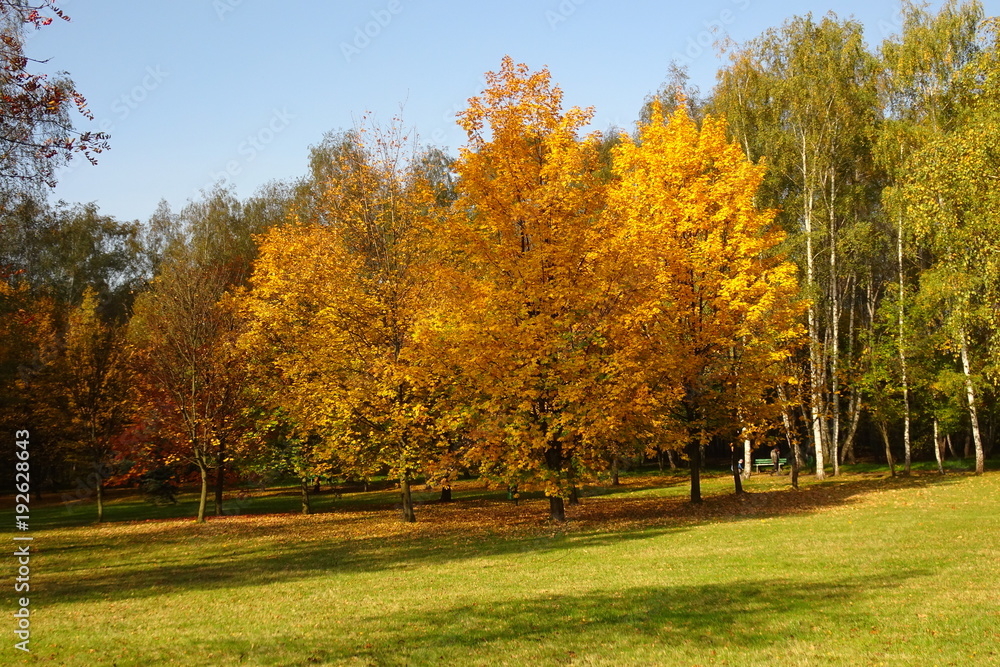 Autumn in park with colorful trees