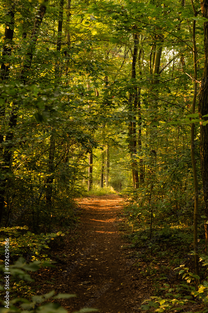 Fototapeta premium waldweg