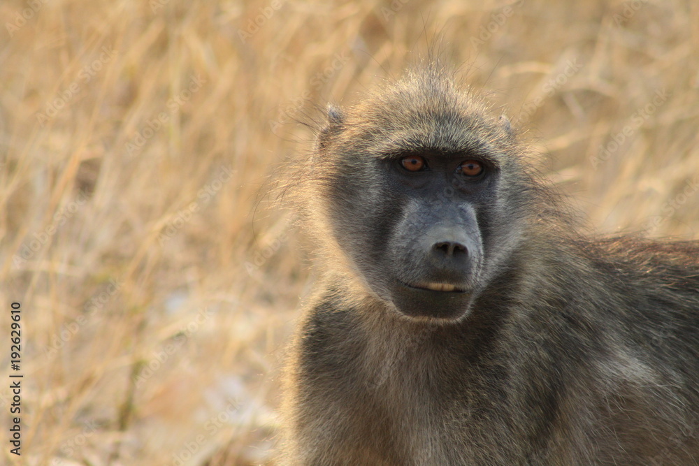babbuino animale africa fauna natura mammifero babbuino animale africa fauna natura mammifero