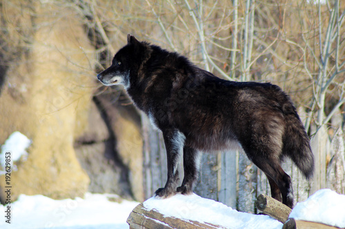 Black wolf Canis lupus walking in the winter snow © sabdiz