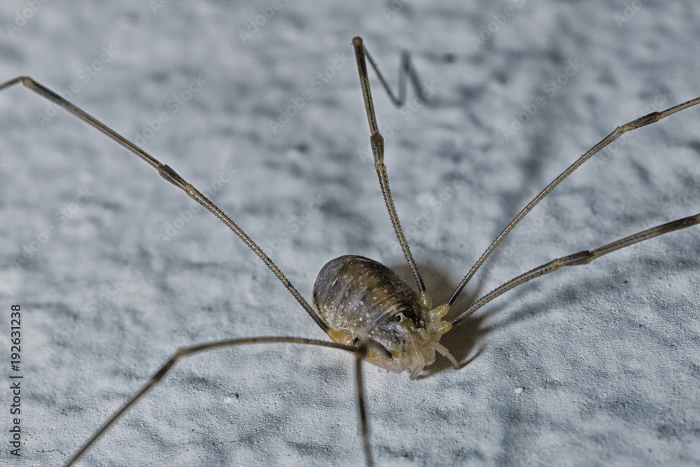 The spiders are a class of arthropods, there are more than a hundred thousand known species
The spiders are a class of arthropods, there are more than a hundred thousand known species