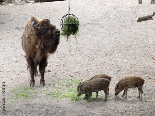 Animal Mammifere Nature Faune Sauvage Bison Bison Afrique Gazon Animal Troupeau Ferme Africain Jeune Ane Bebe Vache Laitiere Cheval Cochon Safari Taureau Paturage Phacochere Par Stock Photo Adobe Stock Animal Mammifere Nature Faune Sauvage Bison Bison Afrique Gazon Animal Troupeau Ferme Africain Jeune Ane Bebe Vache Laitiere Cheval Cochon Safari Taureau Paturage Phacochere Par Stock Photo Adobe Stock