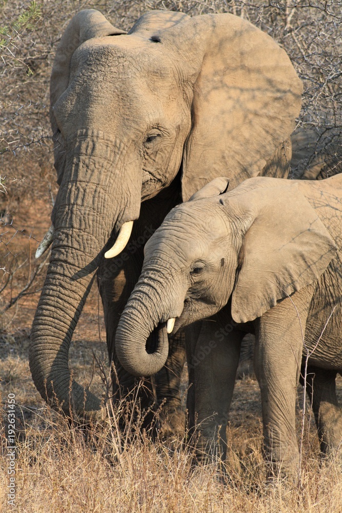 elefante animale fauna africa safari