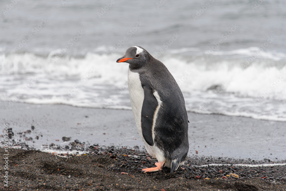 Obraz premium Gentoo penguin going