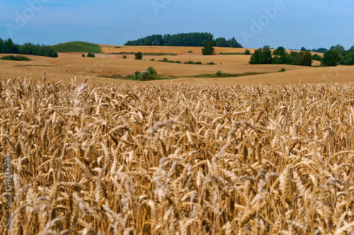 Wheat field. Spikes on farmland. Cultivation of cereals.