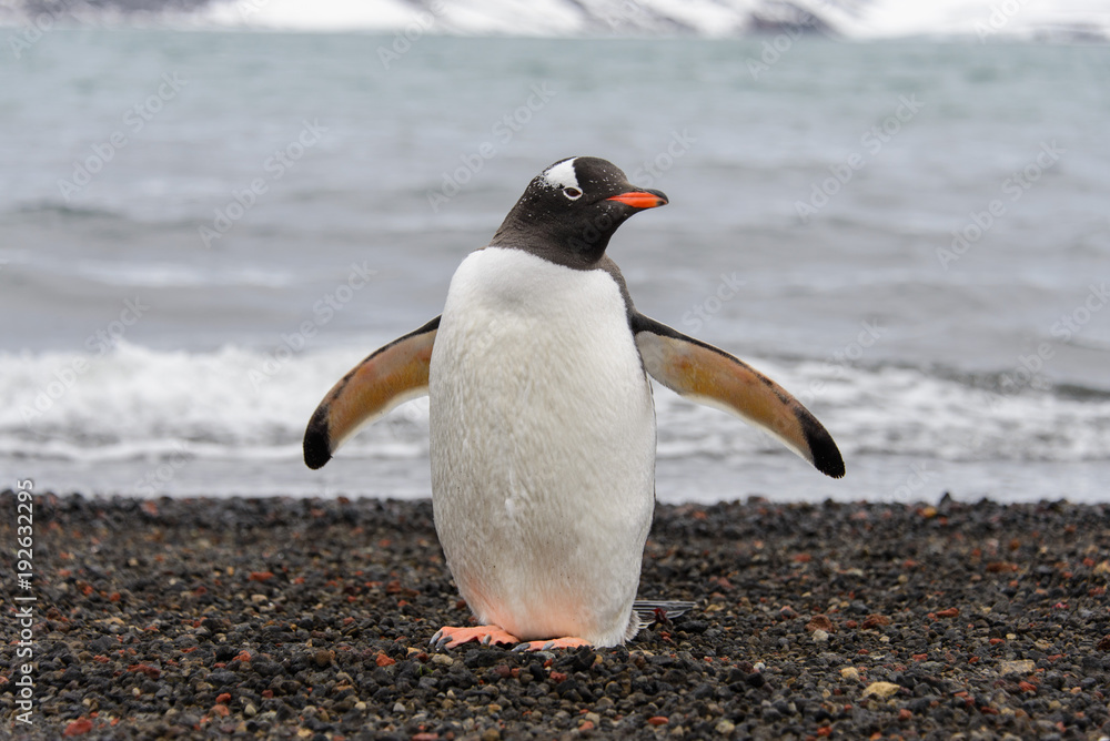 Naklejka premium Gentoo penguin on beach