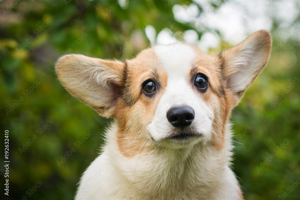 white-red dog breed Corgi portrait against the background of green foliage white-red dog breed Corgi portrait against the background of green foliage