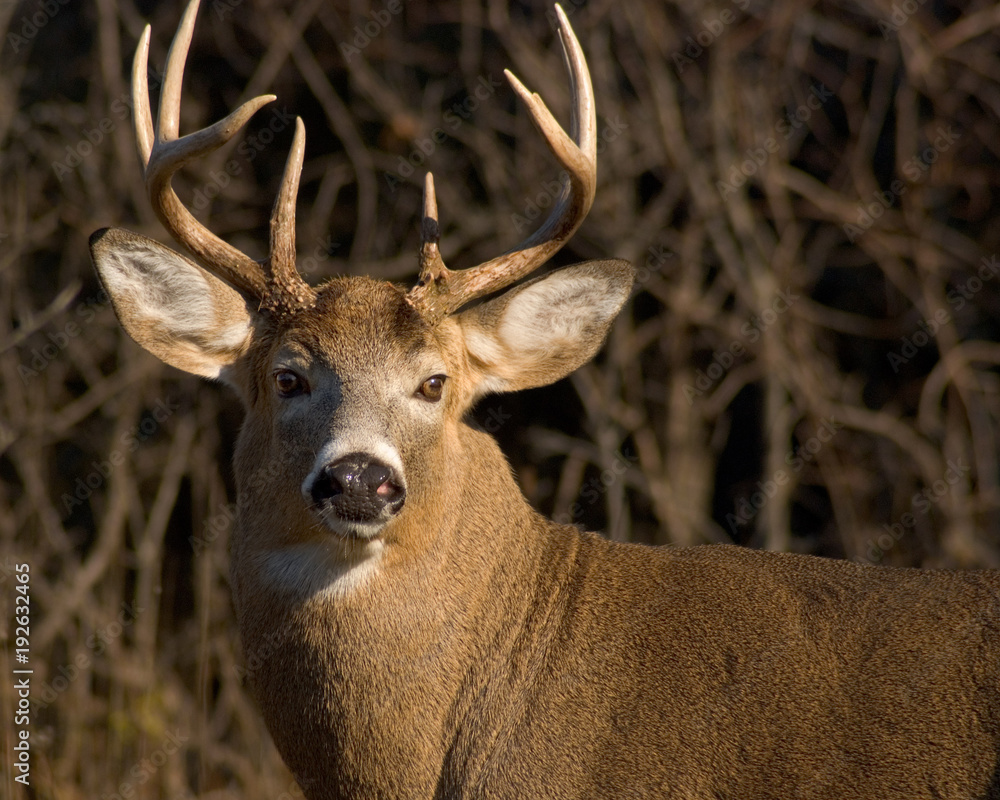 Whitetail Deer Buck Whitetail Deer Buck