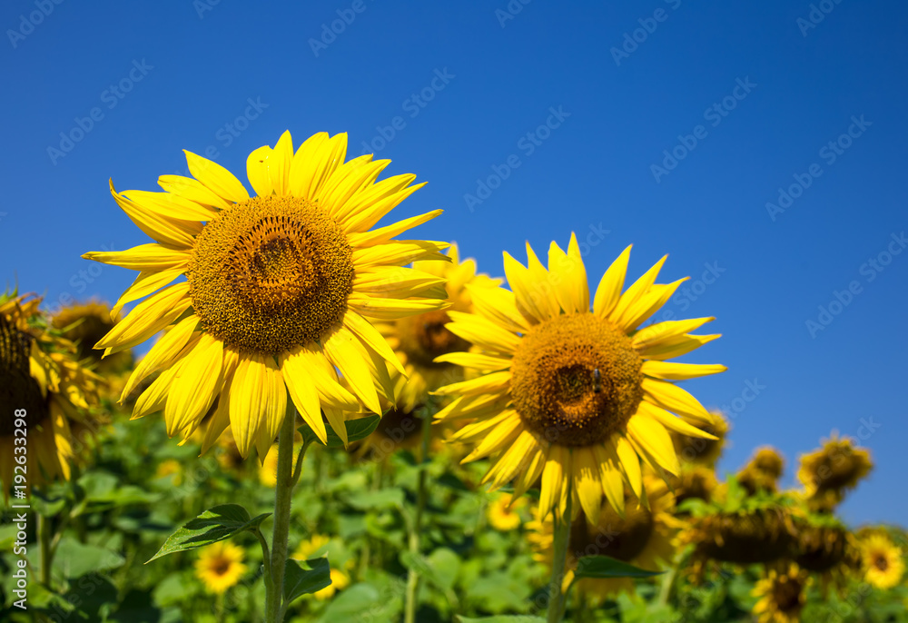 Sunflower field with cloudy blue sky Sunflower field with cloudy blue sky