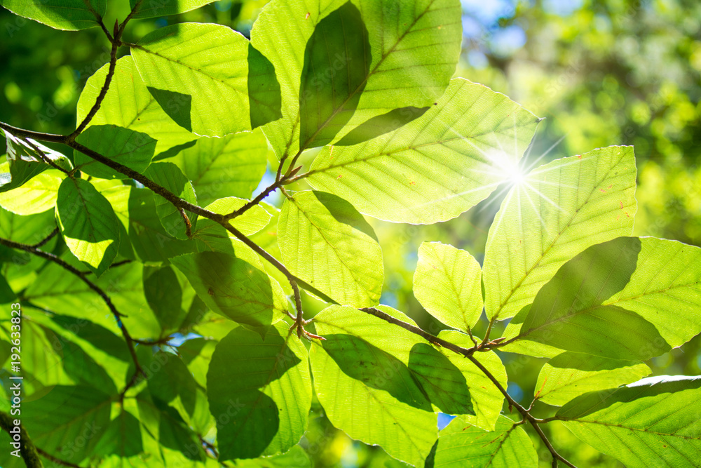 Obraz premium Bukowy las w słońcu