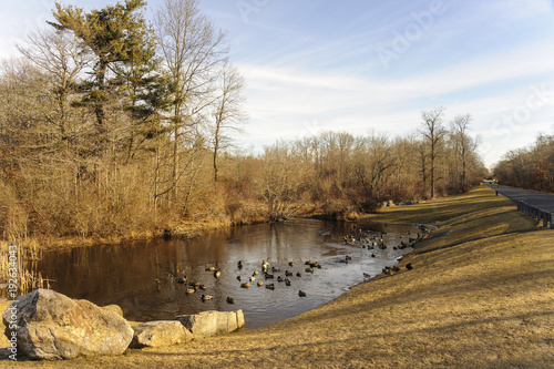 Morning at small pond with ducks in suburban pocket park photo