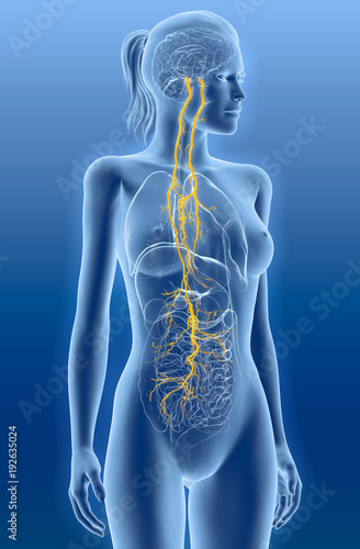 Vagus nerve, stomach pain, medically illustration photo