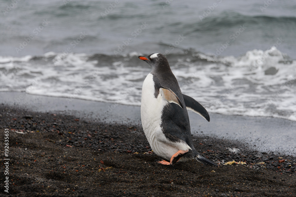 Naklejka premium Gentoo penguin going