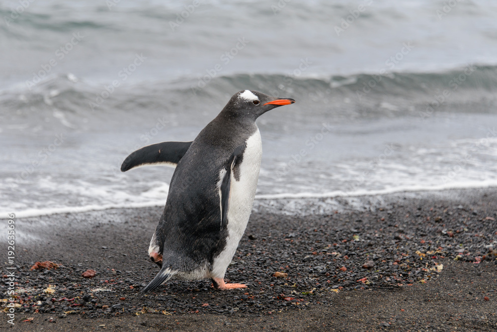 Naklejka premium Gentoo penguin going