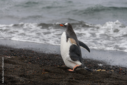 Gentoo penguin going