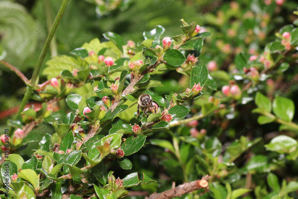 Wild Bees are all bee species of the superfamily with the exception of the honeybee
Wild Bees are all bee species of the superfamily with the exception of the honeybee