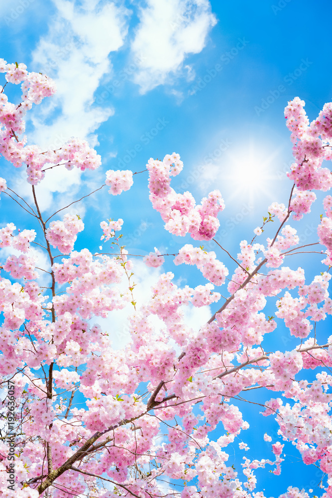 Rosa Kirschblüten im Frühling bei Sonnenschein im Hochformat