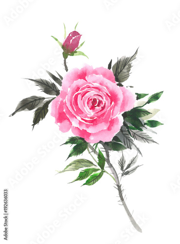 A gentle pink rose. Watercolor drawing of a flower. Watercolor background