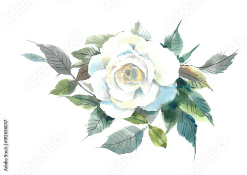 Blossoming tender white rose. Watercolor flower. Watercolor background.