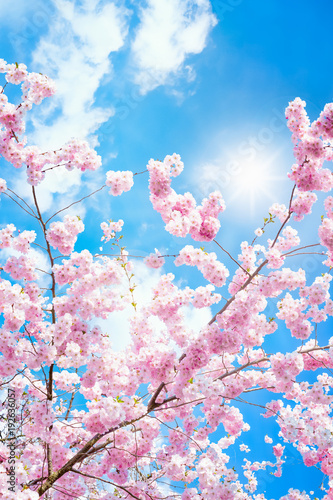 Fototapeta pionowa  rozowe-kwiaty-wisni-wiosna-w-sloncu-w-formacie-portretowym