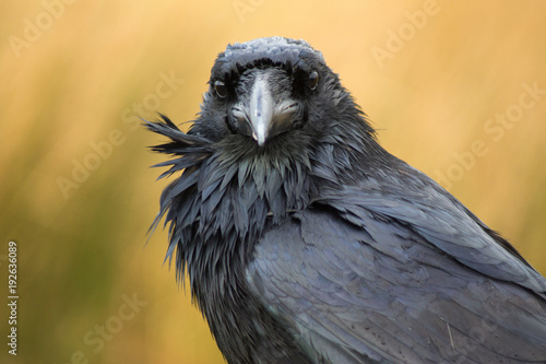 Canvas Print A raven in Dartmoor, UK
