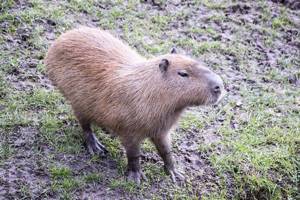 Naklejka premium Close Up of a Capybara