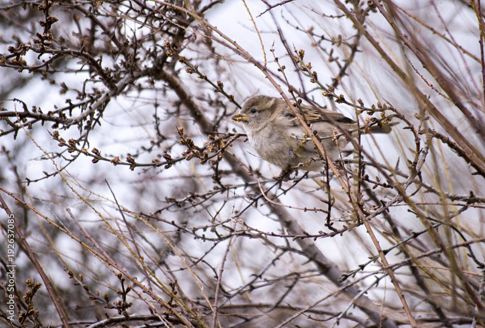 Small Bird in a Tree Small Bird in a Tree